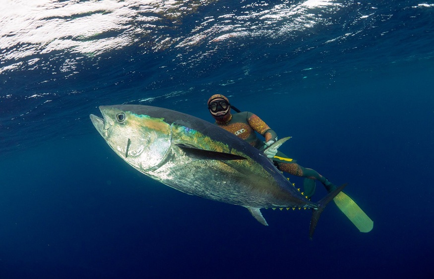 Can You Spearfish Tuna?
