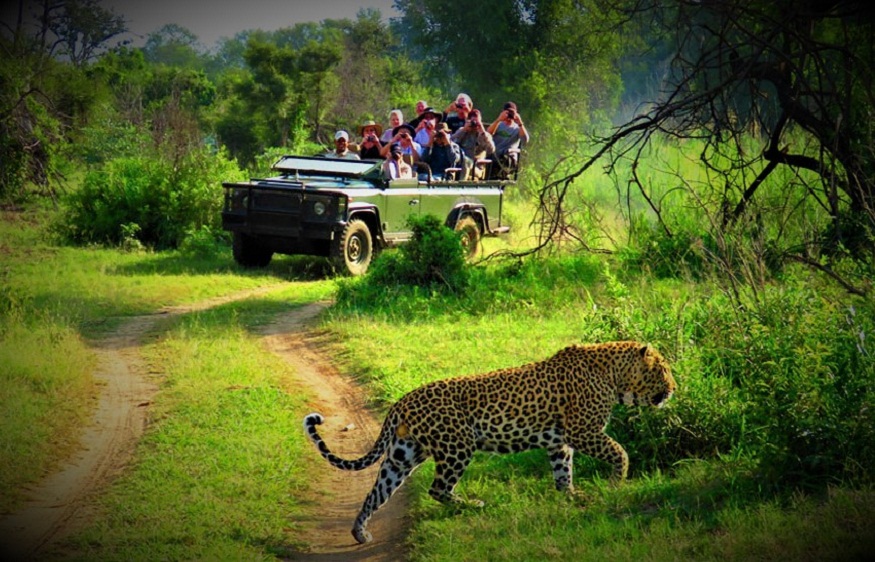 Discover the Wild Beauty: A Complete Guide to Chitwan Jungle Safari Tour and Tour Packages